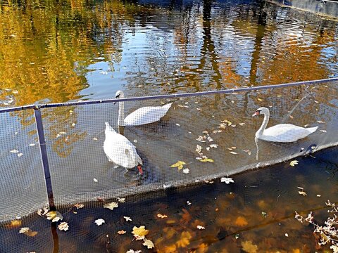 White swans in a pond in a city park