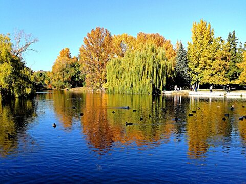 Birds in the pond, autumn trees are reflected in the water