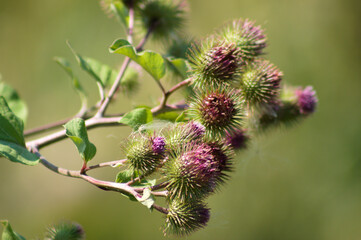 Lesser burdock buds closeup view with blurred green plants on background