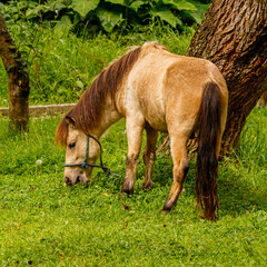 Small pony eating grass