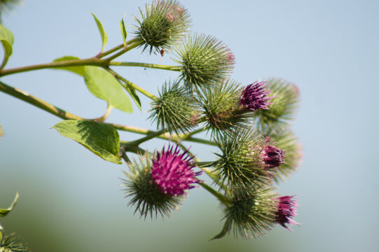 Lesser burdock buds closeup view with blurred sky on background