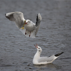 Black headed gull with a twig being watched