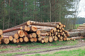logging in the forest	