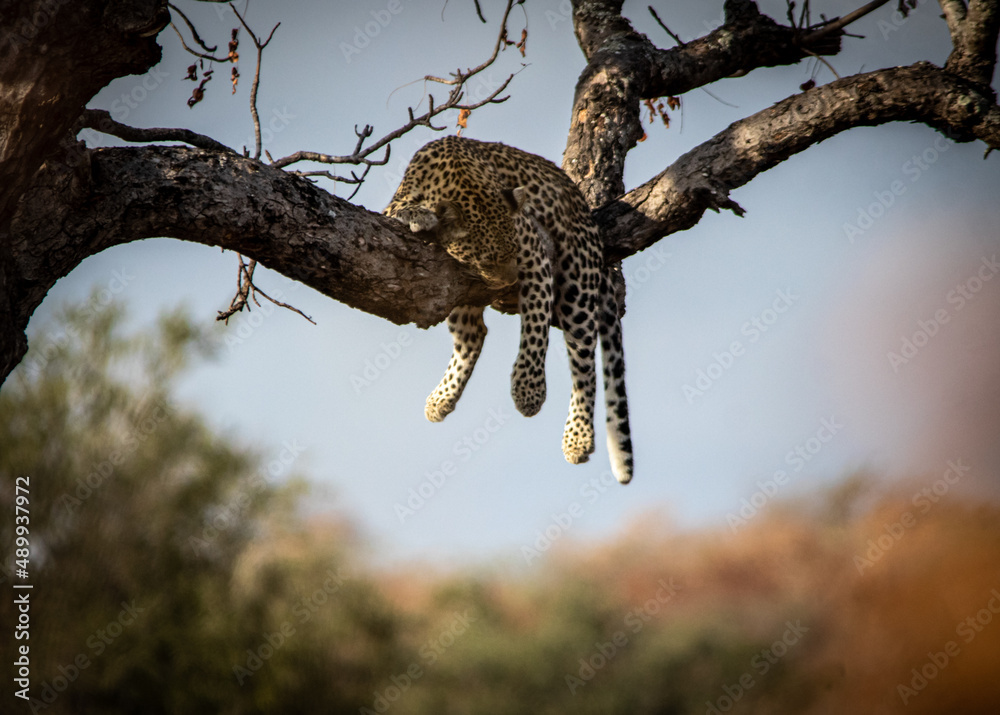 Wall mural leopard lazy in a tree