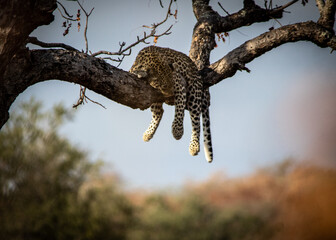 Leopard lazy in a tree