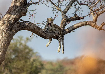 Leopard lazy in a tree
