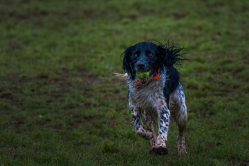 2022-02-27 A BLACK AND WHITE LONG HAIR HUNTING DOG RUNNING WITH A TENNIS BALL IN ITS MOUTH AT THE OFF LEASH DOG AREA AT THE MARYMOOR DOG PARK IN REDMOND WASHINGTON.