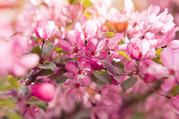 Obraz na płótnie Canvas Close up of the spring fruit tree blossoms. Spring background