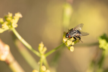 Fly