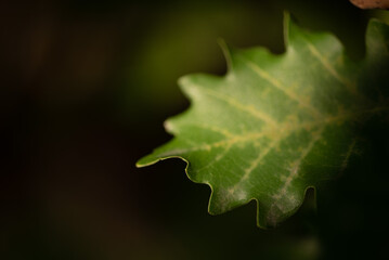 leaf - detail