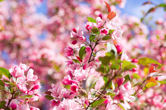 Blossoming fruit tree branch background. Spring background. Copy space. Soft focus