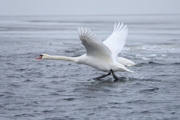 graceful mute swan taking off