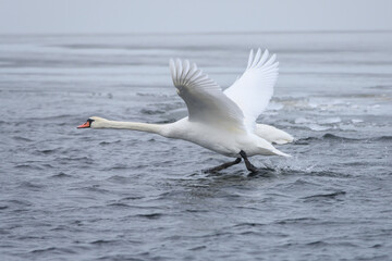 Fototapeta premium graceful mute swan taking off