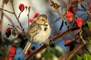 Harris Sparrow bird