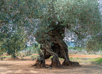 Beautiful millenary olive tree in olive field in Spain.
