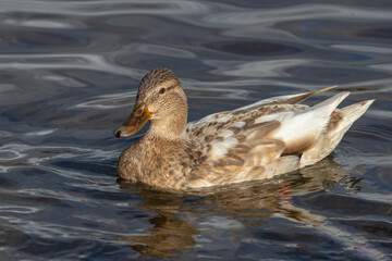   albino Mallard duck