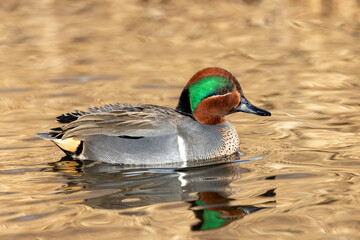 Green-winged teal duck