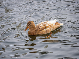 Yellow colored Mallard female Duck swims in the pond. Animal polymorphism