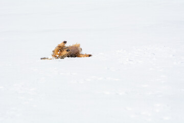 Mini Yorkshire Terrier wälzt sich im Schnee