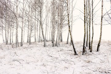 Zimowe drzewa - obrazy, fototapety, plakaty