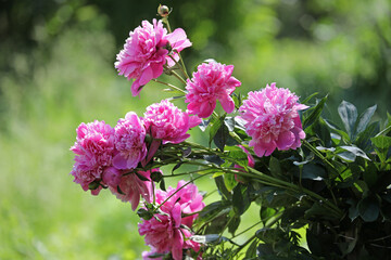beautiful pink peonies in the garden on a summer day