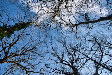 Baumwipfel in der frühlingssonne