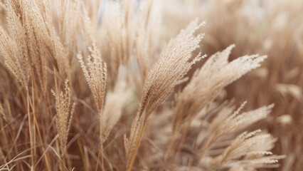 Abstract natural background of soft plants Cortaderia selloana. Pampas grass on a blurry bokeh, Dry reeds boho style. Fluffy stems of tall grass in winter