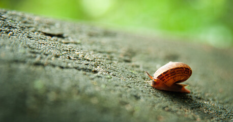 Land snail climbing up over a cement wall
