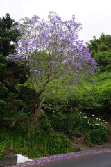 purple jacaranda in bloom on the tropical island La Réunion, France