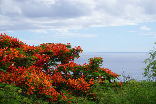 red flamboyant in full bloom with an ocean view on the tropical island La Réunion, France