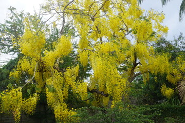 closeup of bright yellow golden chain flowers and  tree on the tropical island La Réunion, France