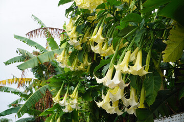 closeup of datura in full bloom on the tropical island La Réunion, France