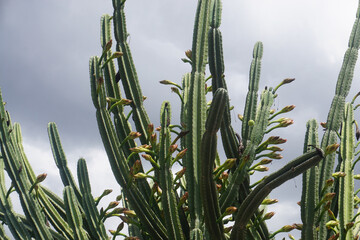 pitaya cactus tree in bloom on the tropical island La Réunion, France
