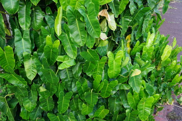 closeup of green leaves background on the tropical island of La Réunion; France