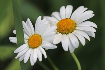 Beautiful chamomile flowers on a summer day
