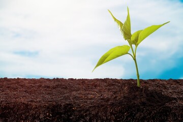 Seeding plant, Green young plants growing from the soil. Agricultural scene