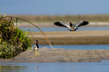 Red-wattled Lapwing pair mating behaviour 
