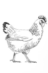 Handdrawn illustration of hen, black ink pen