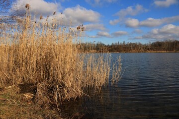 Trzciny nad wodą © Ireneusz