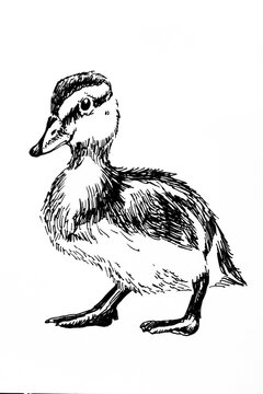 Handdrawn illustration of duck, black ink pen