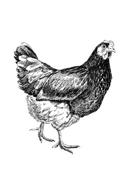 Handdrawn illustration of hen, black ink pen