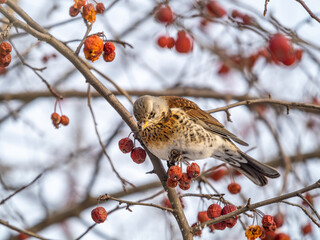 Fieldfare sitting on the bush and feeding on wild red apples in winter or early spring time.