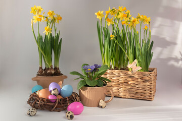 Easter eggs in a nest and narcisseae and a primula in pots against a light background