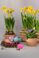 Easter eggs in a nest and narcisseae and a primula in pots against a light background