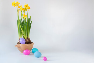 Easter eggs and a narcissus in a pot against a light background with a copy space