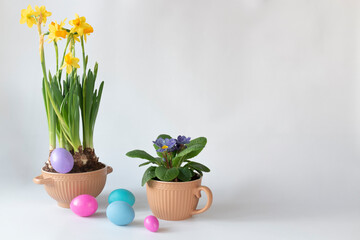 Easter eggs and a narcissus and a primula in pots against a light background with a copy space