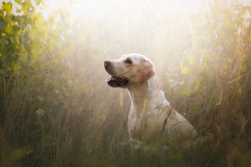 Pies w promieniach słońca