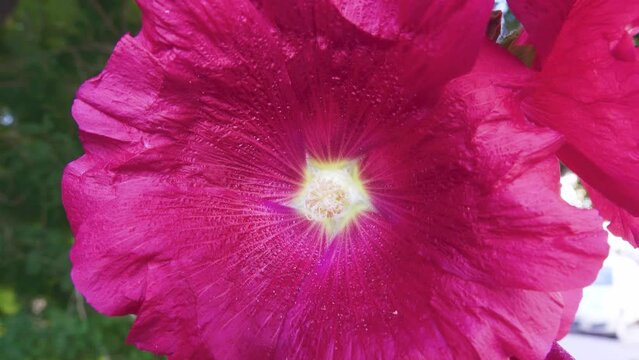 Hollyhock, Malva Mauretana on a city flower bed, flower close-up