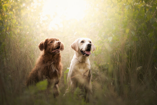 Fototapeta Psy w promieniach słońca