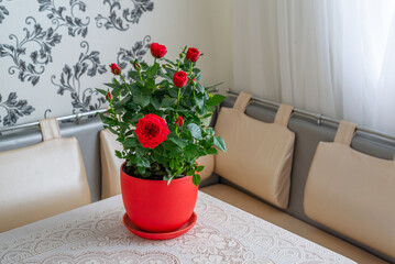 Red rose in pot stands on the table in the room